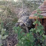 La Tana Della Volpetta - Stella
