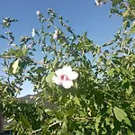 La Tana Della Volpetta - Stella