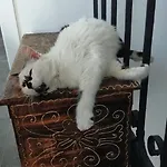 La Tana Della Volpetta - 3* Stella