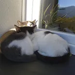 La Tana Della Volpetta - 3* Stella