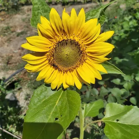 Oda ve Kahvaltı La Tana Della Volpetta -