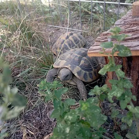 La Tana Della Volpetta - Stella