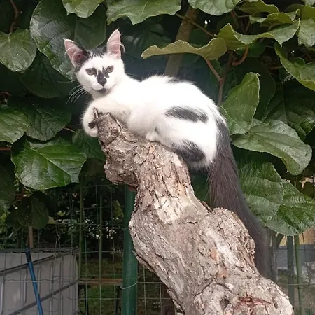 La Tana Della Volpetta - 3*