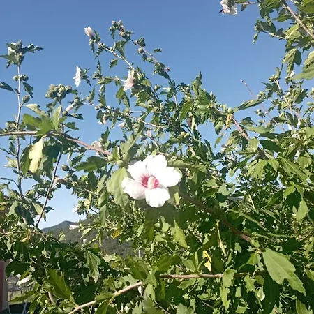 La Tana Della Volpetta - Stella