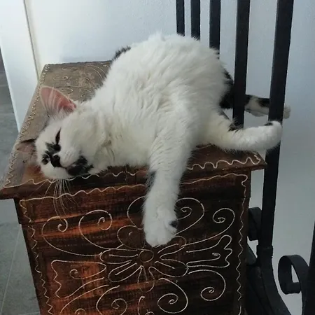 La Tana Della Volpetta - 3* Stella