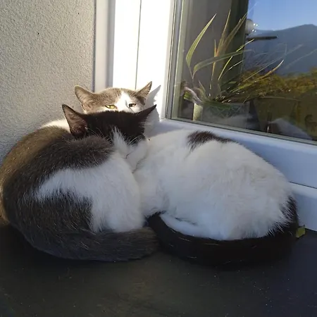 La Tana Della Volpetta - 3* Stella