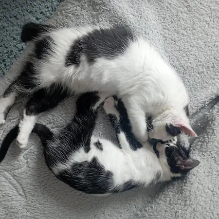 La Tana Della Volpetta - 3*