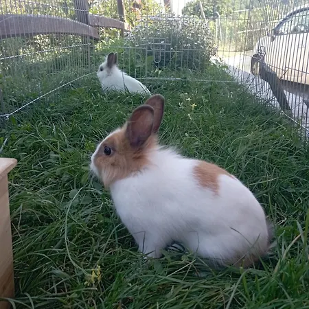 Oda ve Kahvaltı La Tana Della Volpetta - 3*