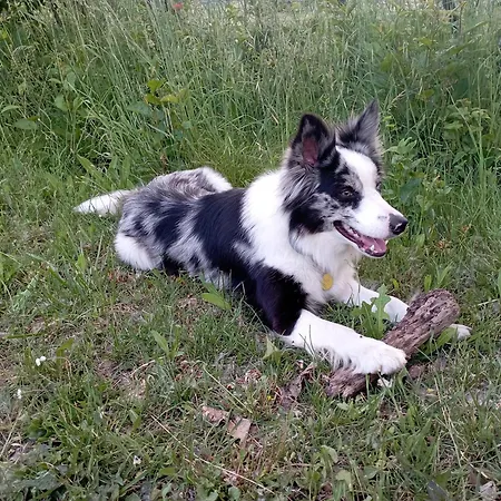 La Tana Della Volpetta - 3* Stella