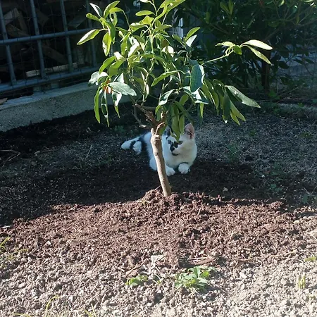 La Tana Della Volpetta -