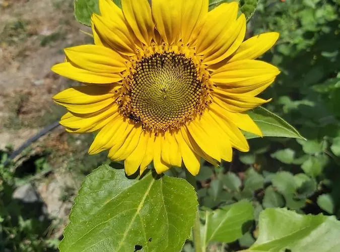 Bed & Breakfast La Tana Della Volpetta -