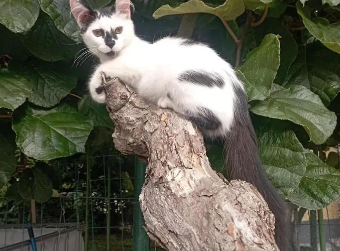 La Tana Della Volpetta - 3*