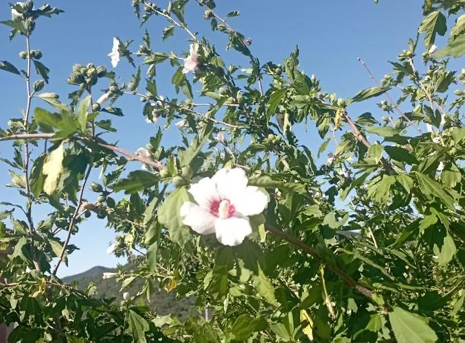 La Tana Della Volpetta - Stella