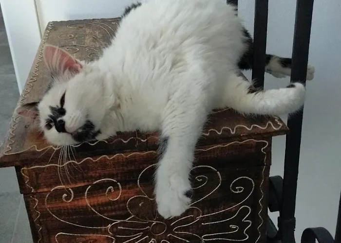 La Tana Della Volpetta - 3* Stella