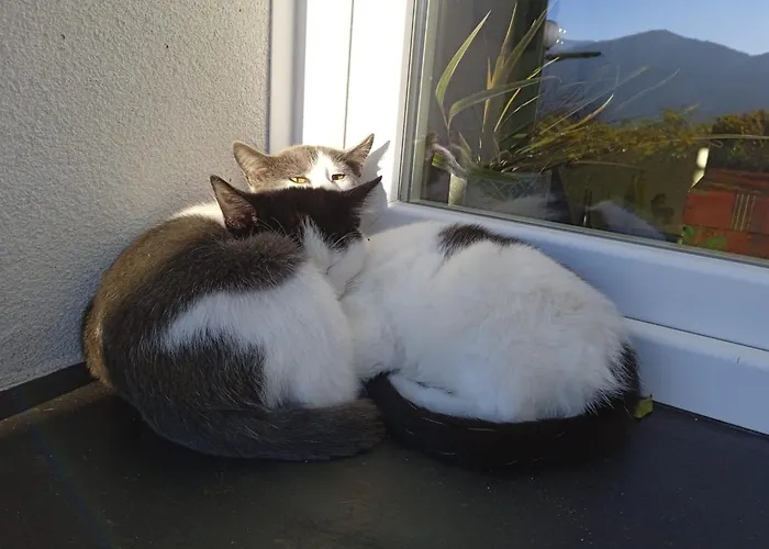 La Tana Della Volpetta - 3* Stella