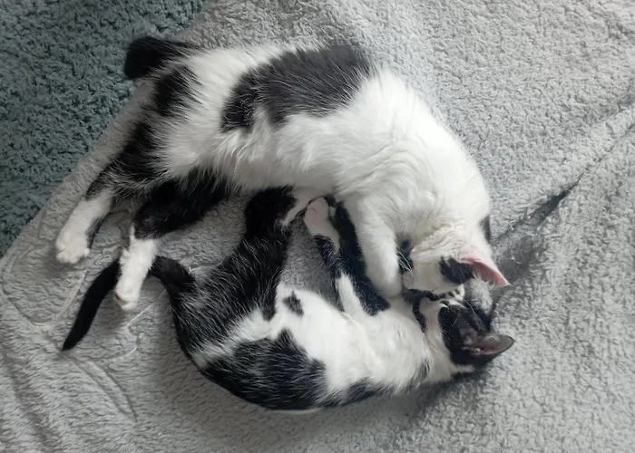 La Tana Della Volpetta - 3*