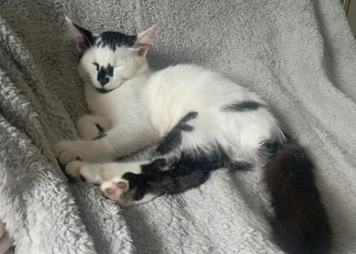 La Tana Della Volpetta - Bed & Breakfast