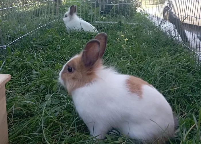 Bed & Breakfast La Tana Della Volpetta - 3*