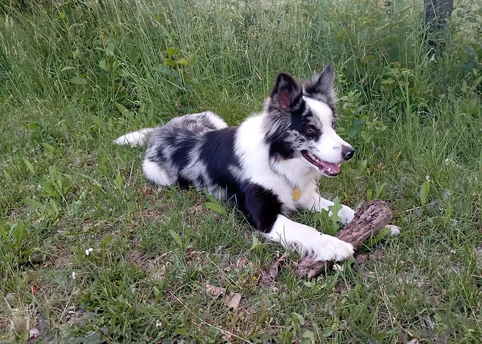 La Tana Della Volpetta - 3* Stella