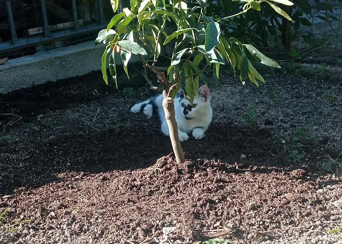 La Tana Della Volpetta -